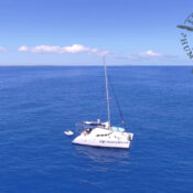 Catamaran lagoon 38 whales watching