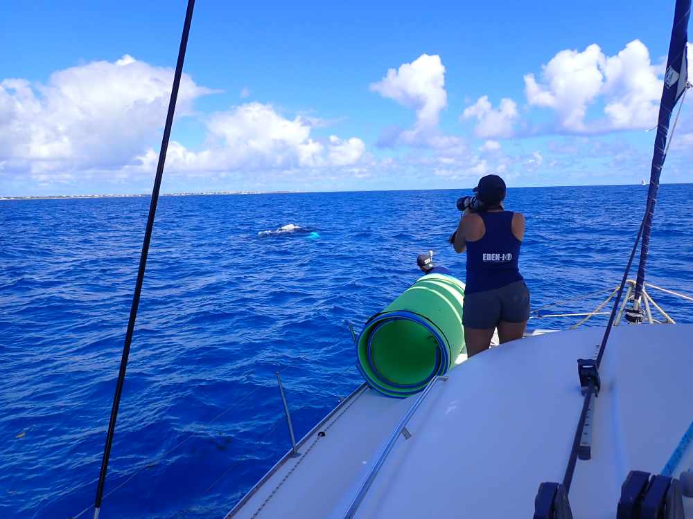 BioWhale project