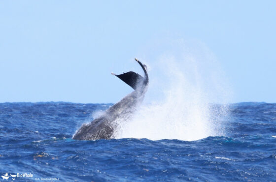 Wind adventures, Biowhale Project partner.